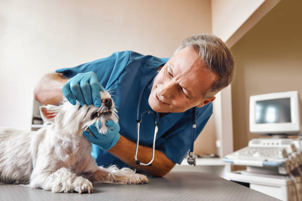 Best Chipped Tooth Repair Near Me  in Ruskin, FL